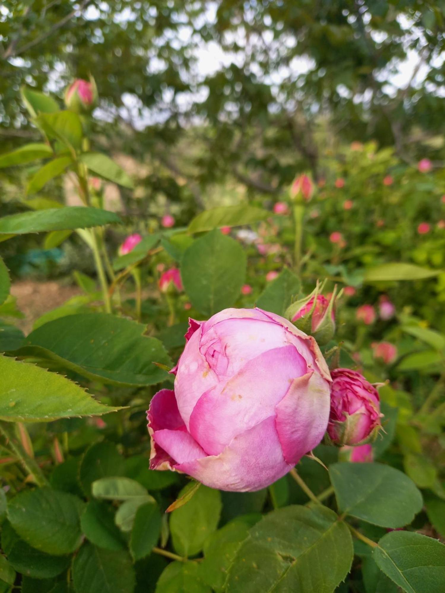 Villa Koumneni Pano Akourdalia Zewnętrze zdjęcie