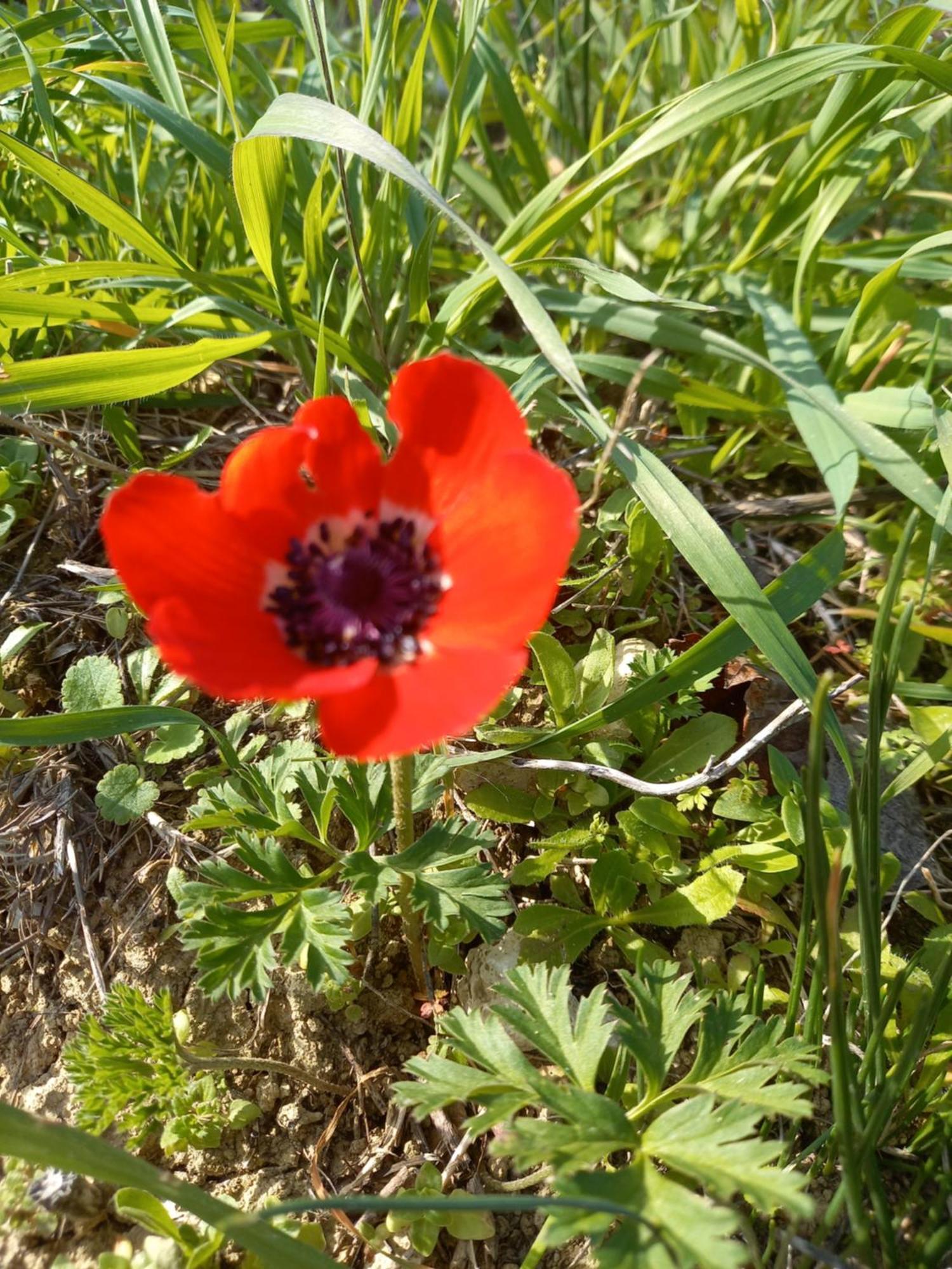 Villa Koumneni Pano Akourdalia Zewnętrze zdjęcie